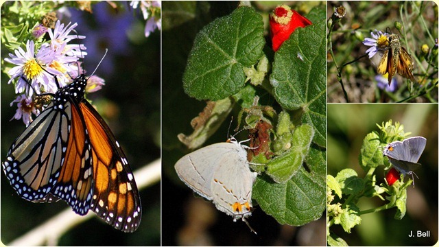 64 Anahuac NWR 20111