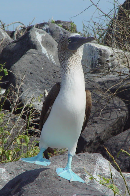 blue-footed booby