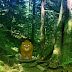 Dancing Bear Forest Escape