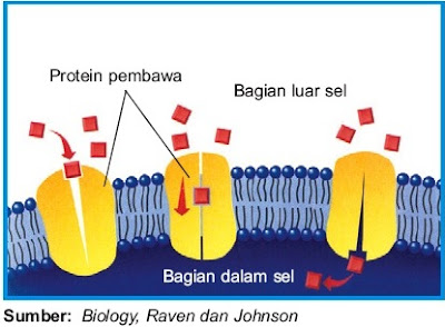  arah perpindahan molekul pada proses ini berlangsung dari konsentrasi yang tinggi menuju  Pintar Pelajaran Difusi Terbantu : Proses Mekanisme