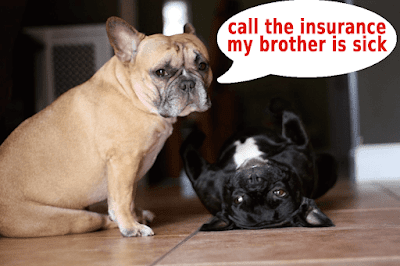pets insurance