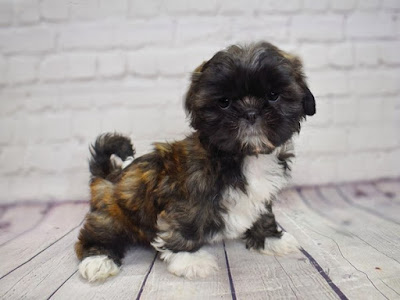 Brindle Shih Tzu Puppies For Sale Near Me