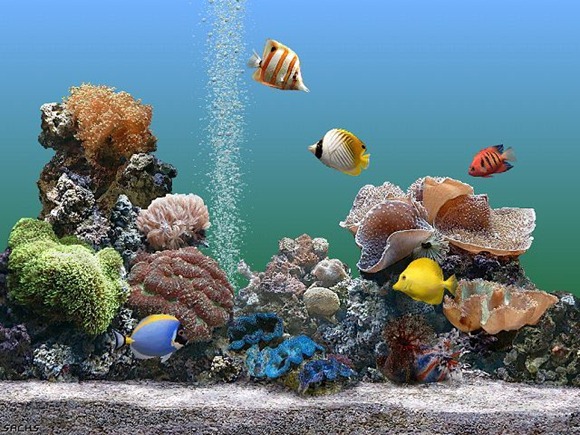 aquario1