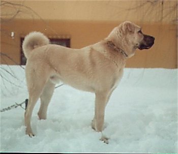 muhtesem bir sisav kangal köpeği