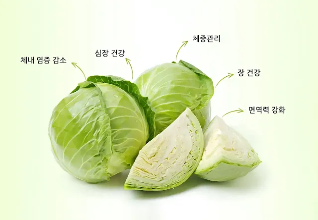 양배추의 효능