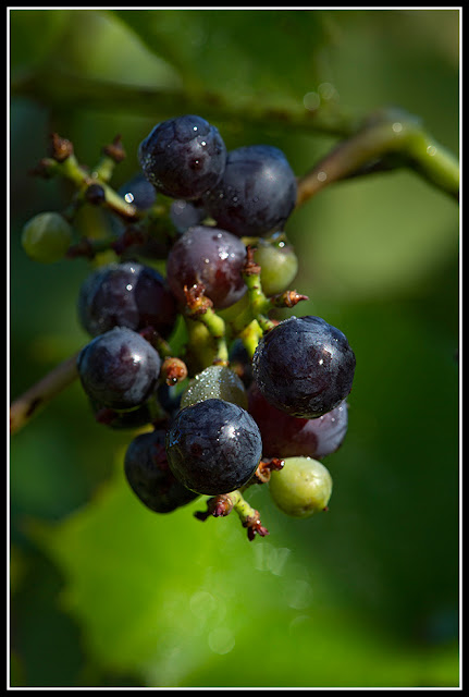 Nova Scotia; Grapes