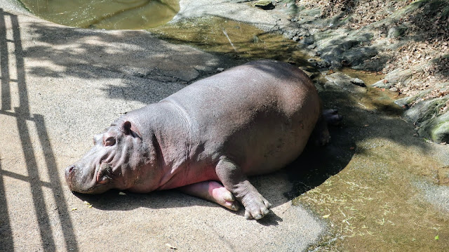 長崎バイオパーク カバ