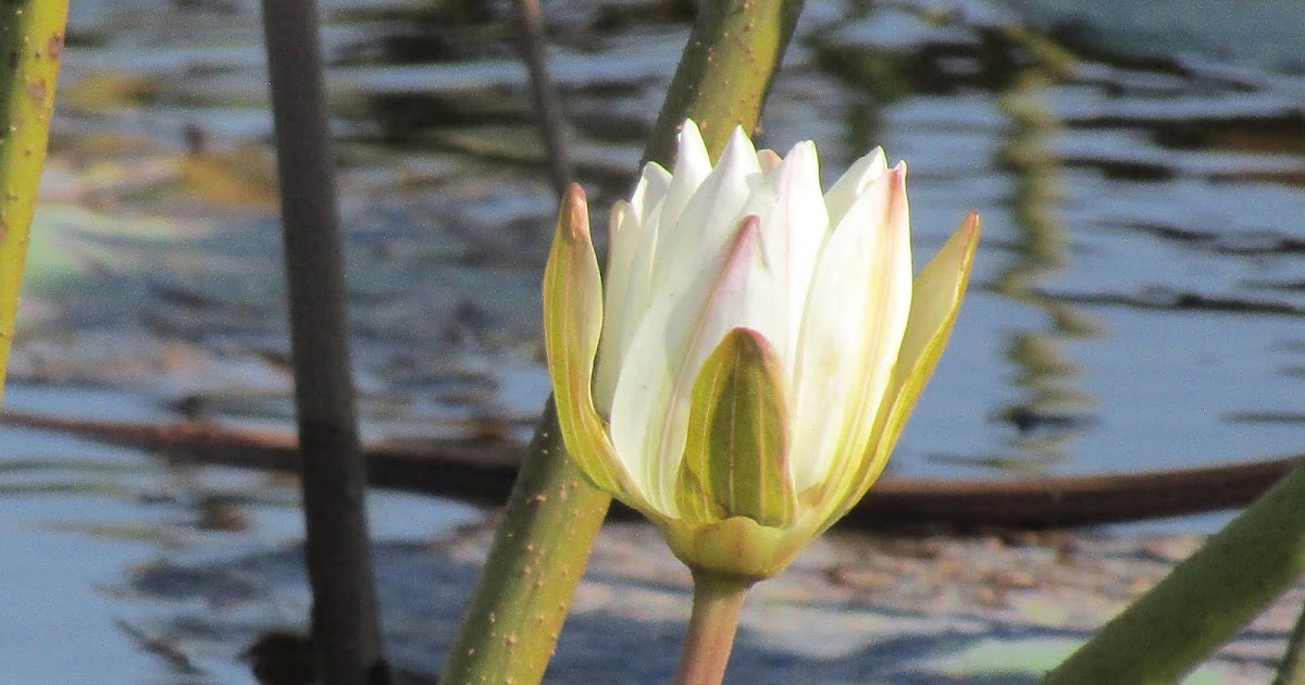 know about kannada and Karnataka Flower names in Kannada