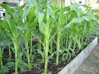 Corn at 5 weeks