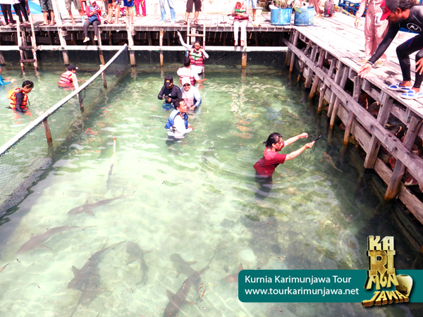 Kolam Hiu Karimunjawa