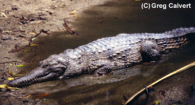 cocodrilo de Johnston Crocodylus johnstonii