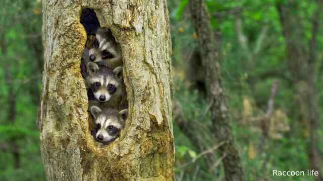 Do raccoons live in trees