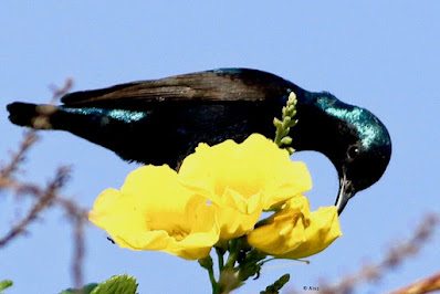 Purple Sunbird