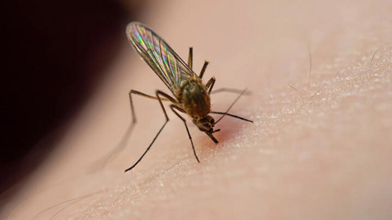 Asya kaplan sivrisineği hangi hastalığı bulaştırıyor?
