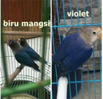  Gambar Jual Burung Lovebird Klep Pasangan Siapan Blue 