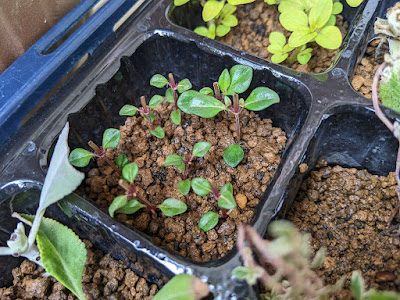 さし木・さし芽ができる植物を紹介