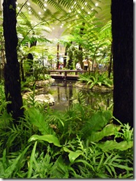 Koi Pond at Changi Airport – Fern Garden