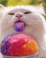 snow cone cat