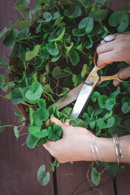 Growing Medicinal Herbs in Pots: 10 Healing Plants for Your Container Garden