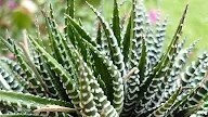 Different Types Of Snake Plants / My Own Cactus & Succulent | kinds of ornamental plants / A snake that comes from an egg can also be called a hatchling, while the young of snakes that give live birth can also be called neonates.