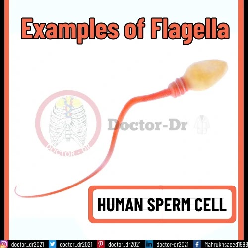 Examples of Flagella - Flagellum in Human Sperm Cell