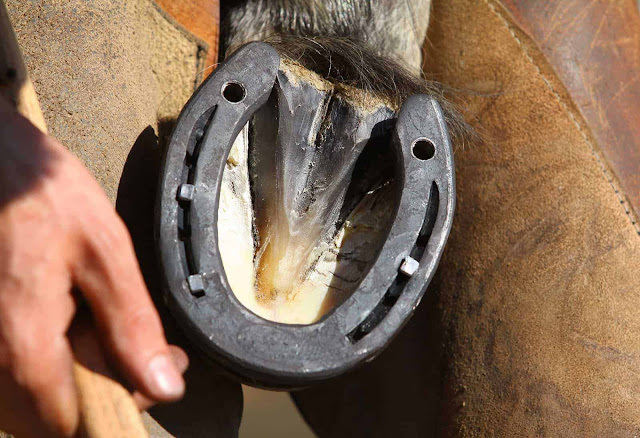 Nutrition and hoof health