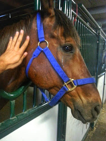 Horse Whispering at The Calgary Stampede