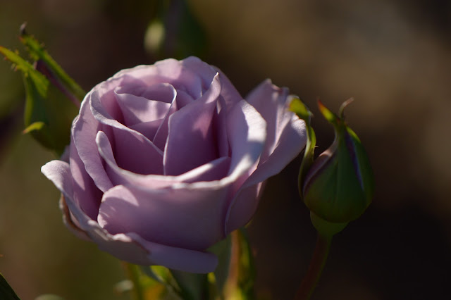 rose "Sterling Silver", amy myers, small sunny garden, hybrid tea rose, desert garden