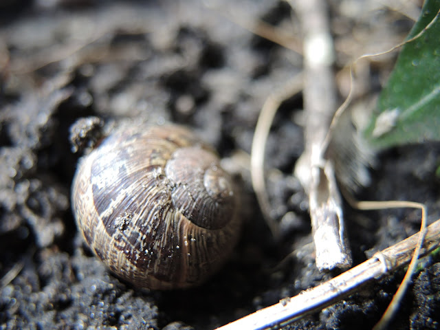 In mijn tuin: slijmerig schoons ...