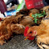 Bird flu: Kano State Govt. kills 340, 000 birds in 2 months 