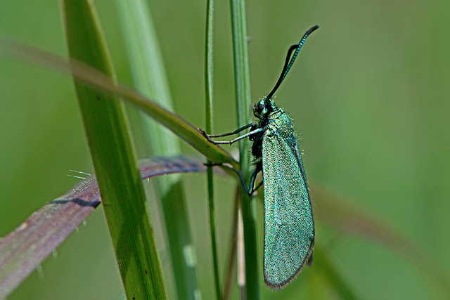 Adscita statices the Forester moth