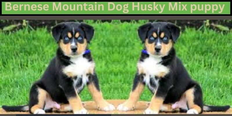 Bernese Mountain Dog Husky Mix puppy