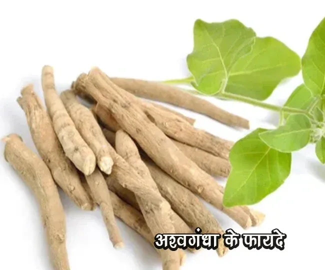 पतंजलि अश्वगंधा के फ़ायदे Patanjali Ashwagandha Ke Fayade Benefits of Patanjali Ashwagandha