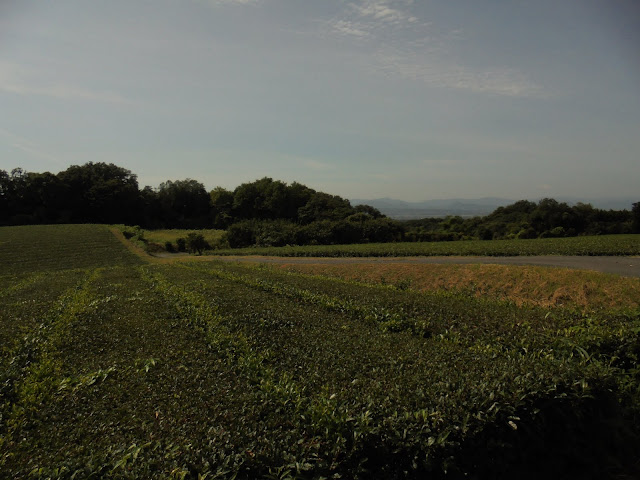 茶畑の美しい風景