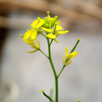 Mustard Flower