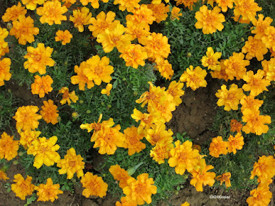 marigold, Tagetes