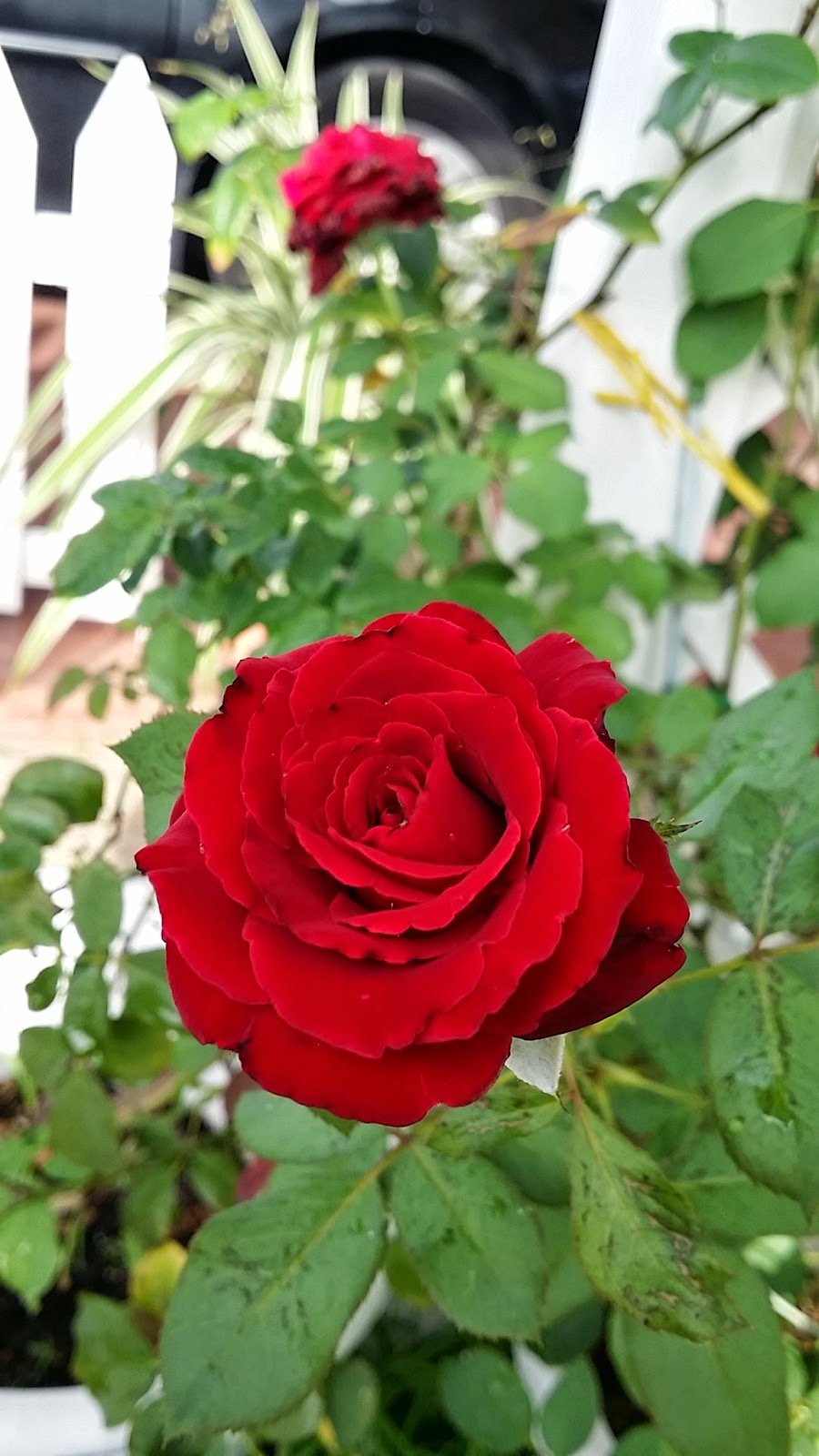  Bunga Rose  Pangkin Nenek 