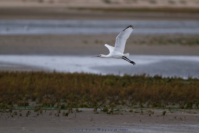 Lepelaar juveniel - Spoonbill juvenile - Plataleo leucorodia