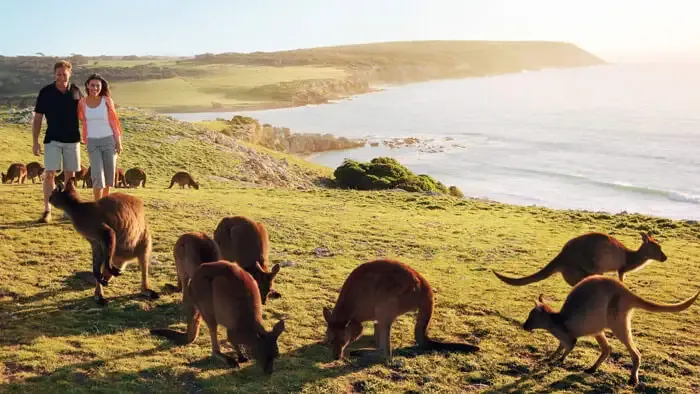 Kangaroo Island – Meet The Friendly Kangaroos
