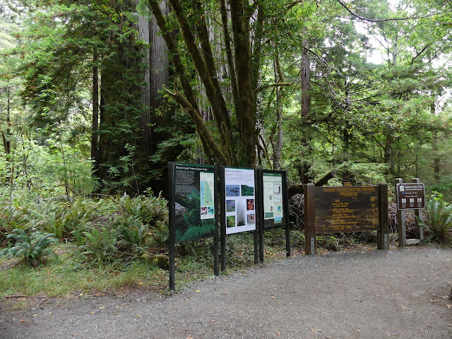 long row of signs in front of maple and redwoods