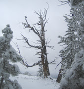 See the beautiful bones of a longdead Whitebark Pine on a remote, .