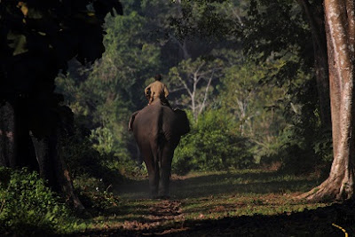 Kaziranga national park in assam