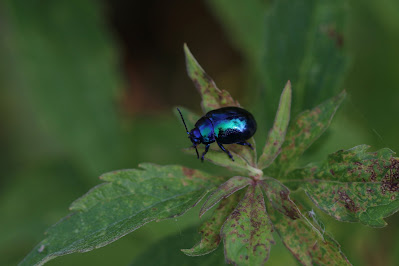 Blauwe Muntgoudhaan - - Chrysolina coerulans