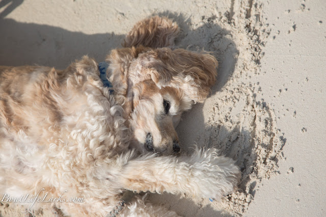 Dog on Moss Cay beach, Exumas, Bahamas