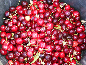 Homegrown Burlat sweet cherries.  Indre et Loire, France. Photographed by Susan Walter. Tour the Loire Valley with a classic car and a private guide.