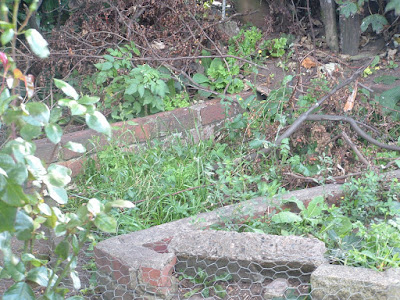 A garden bed, growing various green manure plants