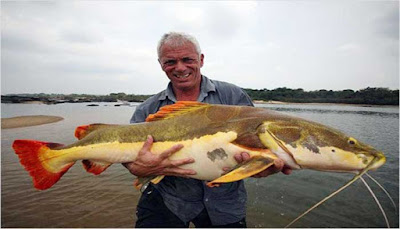 Amazon Catfish