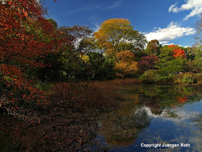 http://juergen-roth.artistwebsites.com/art/all/all/all/boston+arnold+arboretum