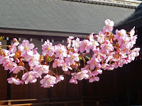 大日堂と河津桜。