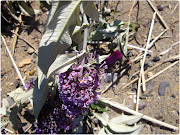 Lastly some cool coloura buddleia branch and discarded purple lighter on . (buddleia and lighter)